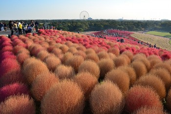 Beauty of Japan: The Magical Kochia Hill Blooming in Hitachinaka
