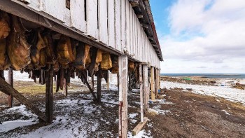 Hákarl Fermented Shark Meat – The Most Stinky Delicacy of Iceland