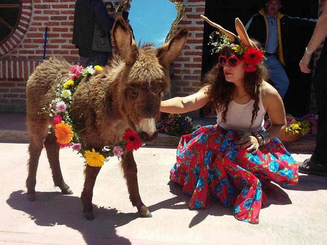 Small Mexican Town Celebrates National Donkey Festival