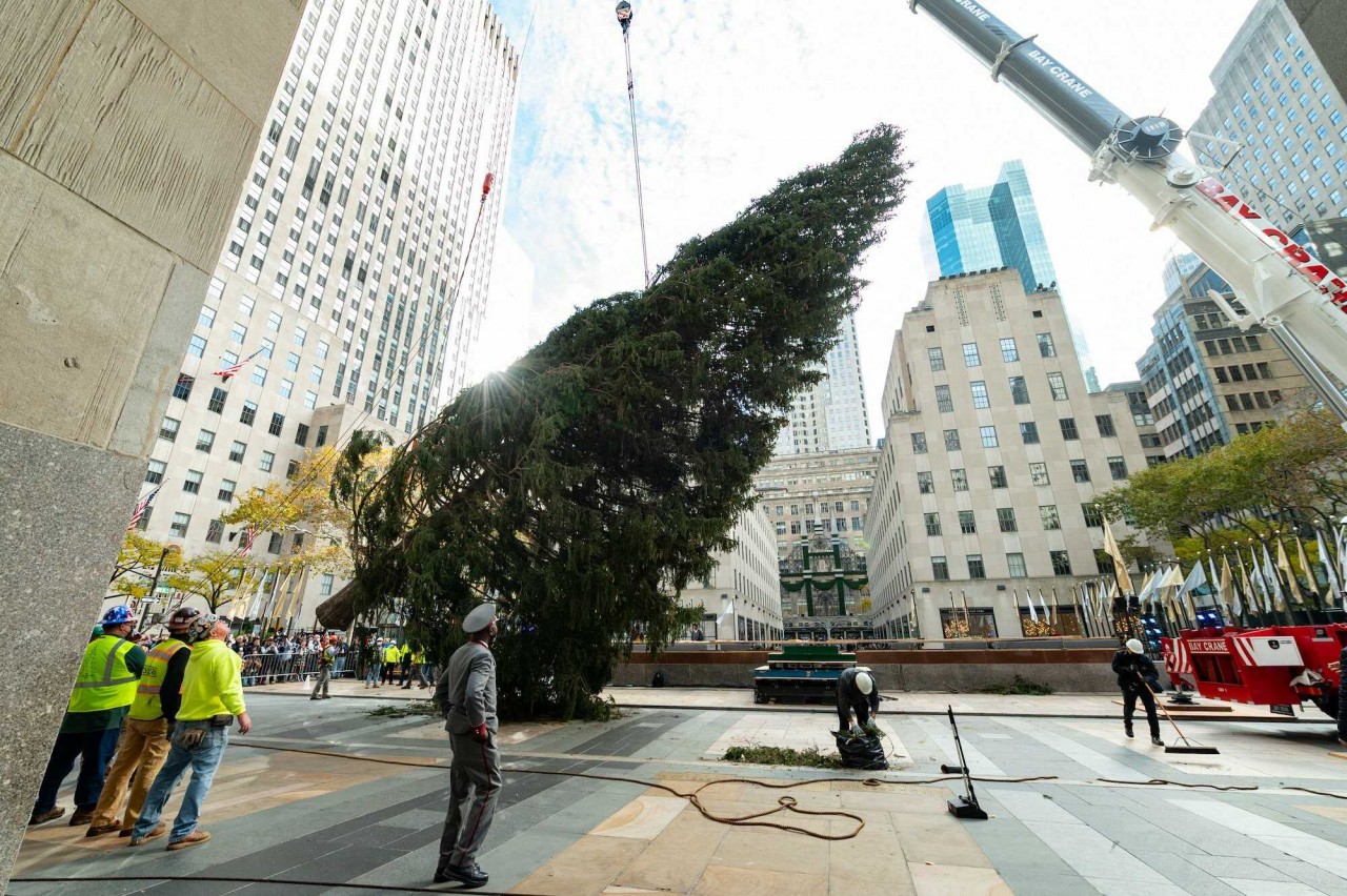 This year’s tree was brought into New York City by flatbed truck and erected at Rockefeller Center on Nov. 14th. Photos: Diane Bondareff/AP Images for Tishman Speyer