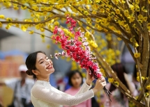 orchids promise good fortune at the flower festival in little saigon