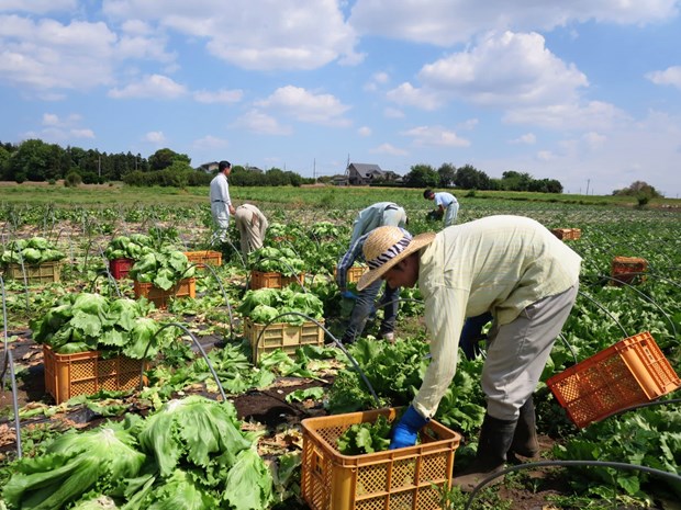 ibaraki favourite destination for vietnamese agricultural apprentices