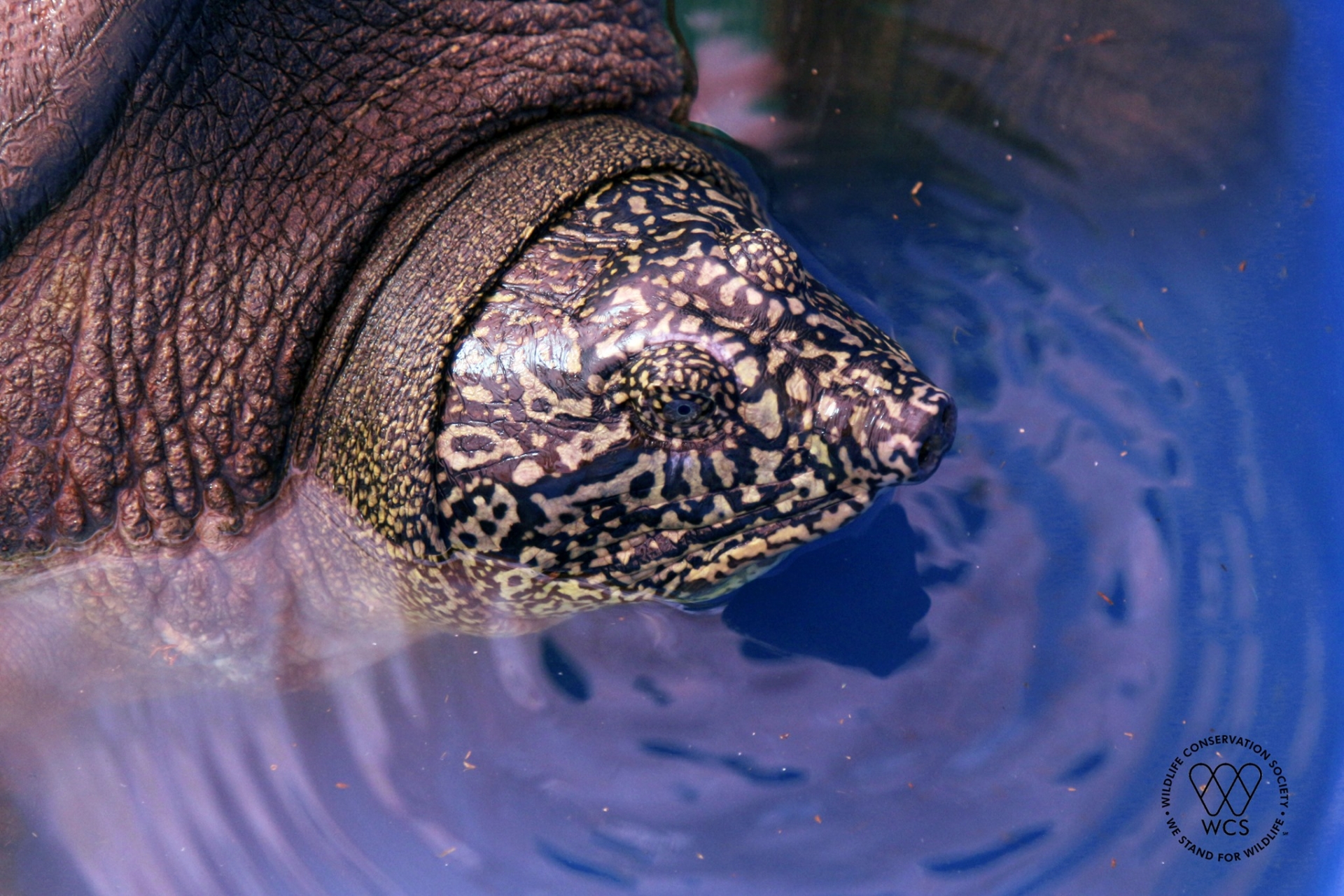 Discovery of a critically endangered female Hoan Kiem turtle in Dong Mo lake