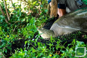 discovery of a critically endangered female hoan kiem turtle in dong mo lake