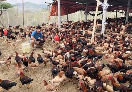 Sustainable livelihoods support for smallholder farmers in Hoa Binh