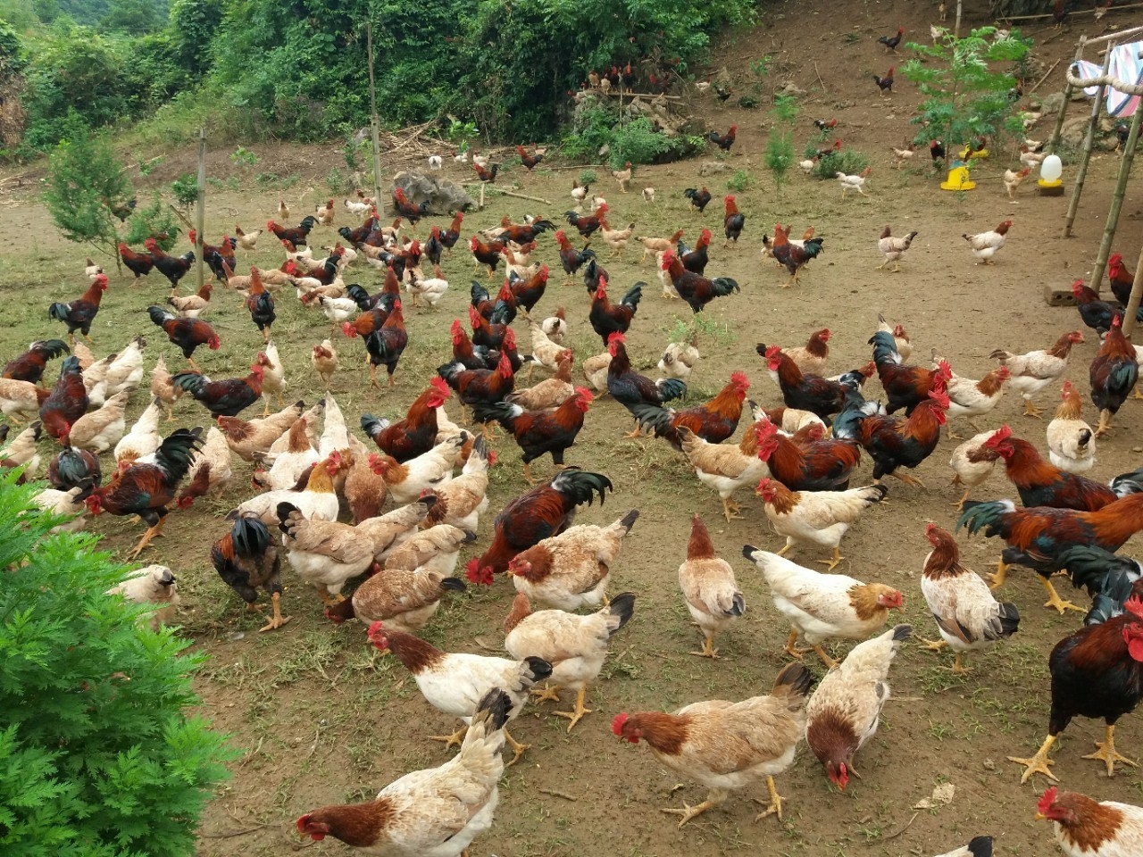 Sustainable livelihoods support for smallholder farmer in Hoa Binh