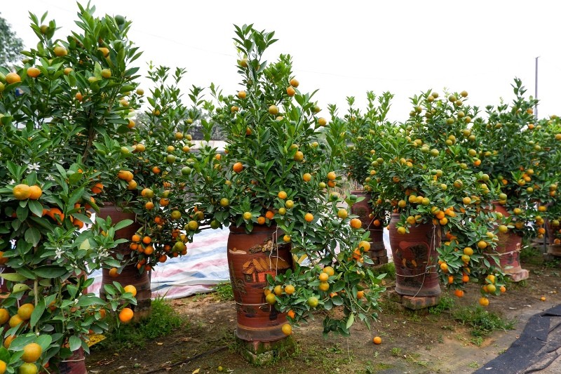 What to Know about Kumquat Tree - plant for Tet