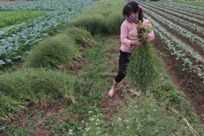 How Coriander Cleaning Purify Soul and Body for New Year