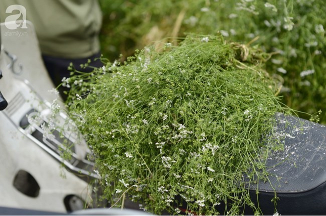 How Coriander Cleaning Purify Soul and Body for New Year