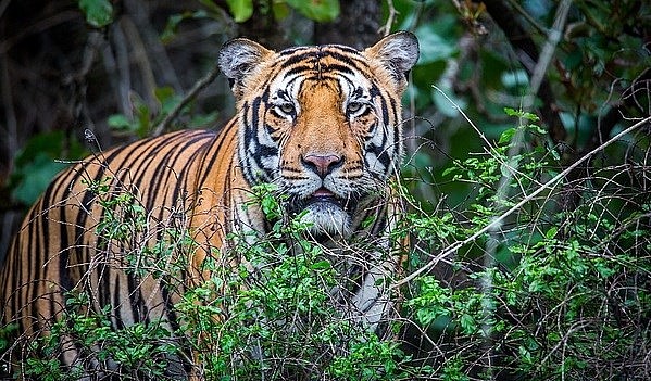Say NO to Tiger Products in Year of the Tiger, say Officials and Foreign Representatives