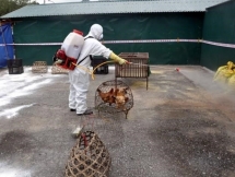 tra vinh culls nearly 1000 ah5n1 infected poultry