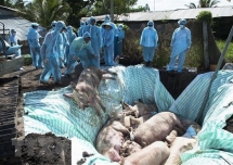 Vietnam, US jointly study vaccine against African swine fever