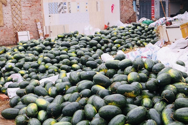 Qatar's Embassy "rescues" 4 tons of watermelon