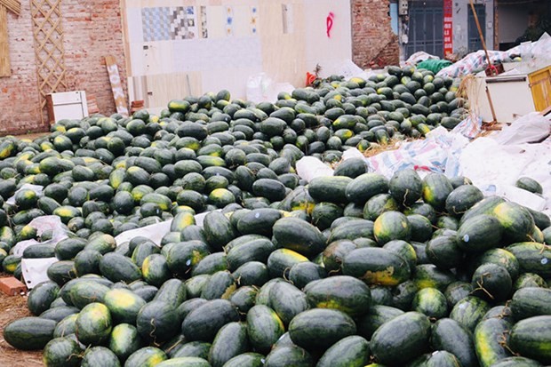 qatars embassy rescues 4 tons of watermelon