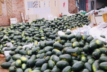kuwait embassy supports vietnamese watermelon farmers