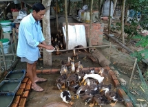 hai phong reports cases of ah5n6 avian flu outbreak