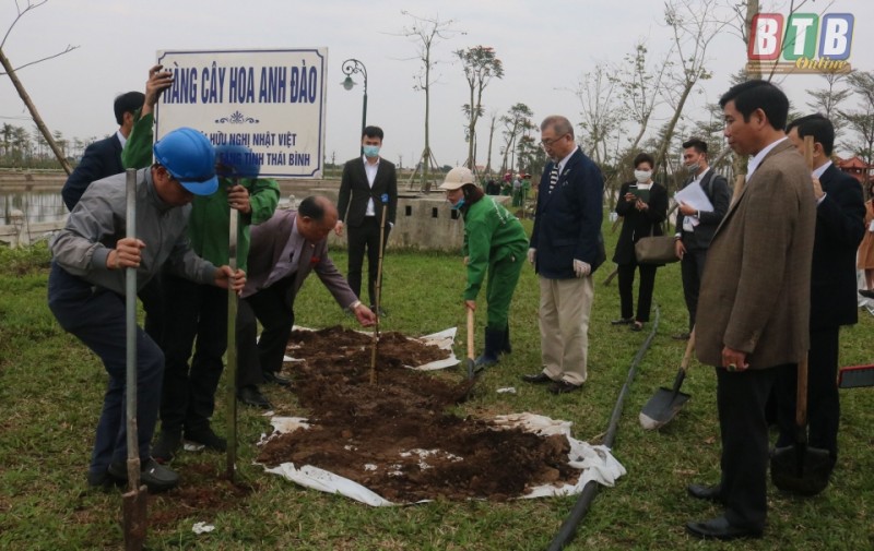 60 japanese cherry trees presented to thai binh province