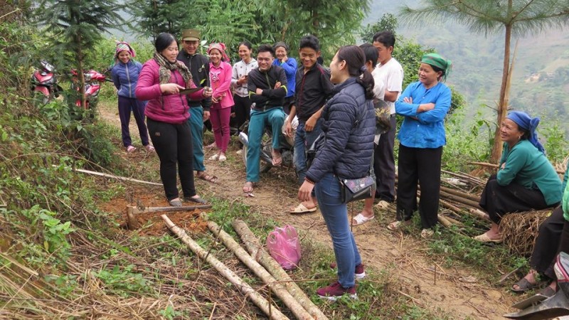 cinnamon tree helps bao lac farmers escape poverty