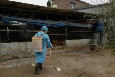 hai phong reports cases of ah5n6 avian flu outbreak