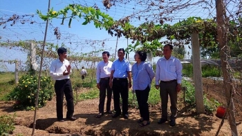 Japan’s NGO builds vegetable processing facility in Ben Tre