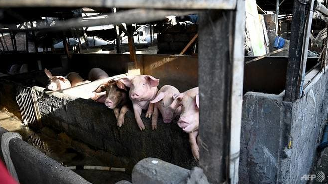 african swine fever outbreak kills 3000 pigs in indonesia