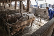 vietnam to import live pigs to cut live hog prices in domestic market