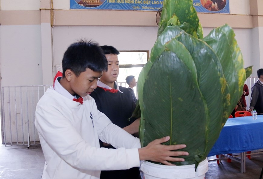 Nguyen du lao vietnamese bilingual school's students and teachers making “banh chung”