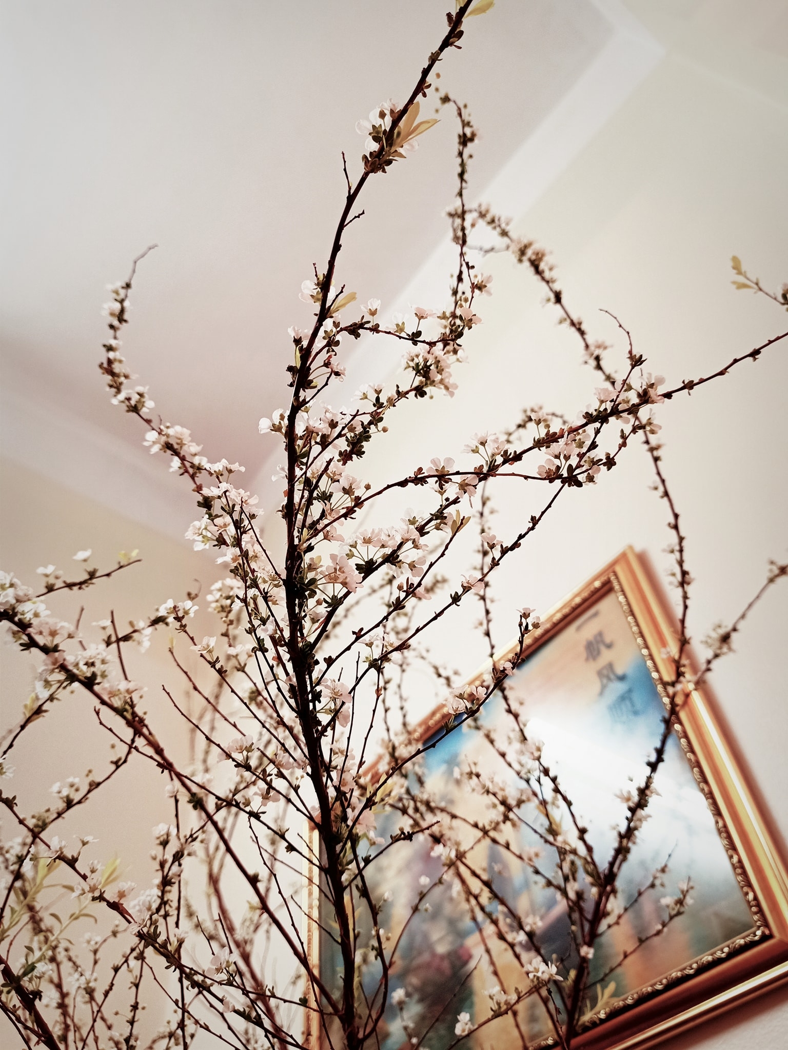 Peach blossoms, flower of vietnamese lunar new year