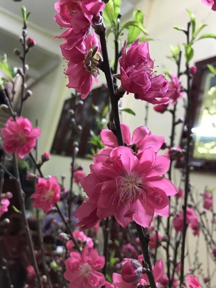 Peach blossoms, flower of vietnamese lunar new year