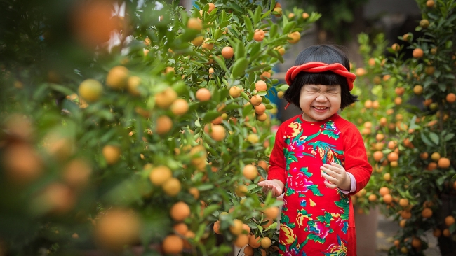 Kumquat tree - plant for Tet and its interesting facts