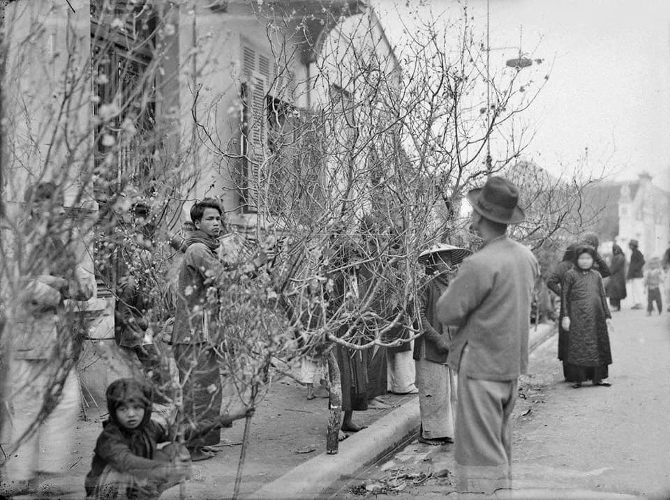 Peach blossoms, flower of vietnamese lunar new year