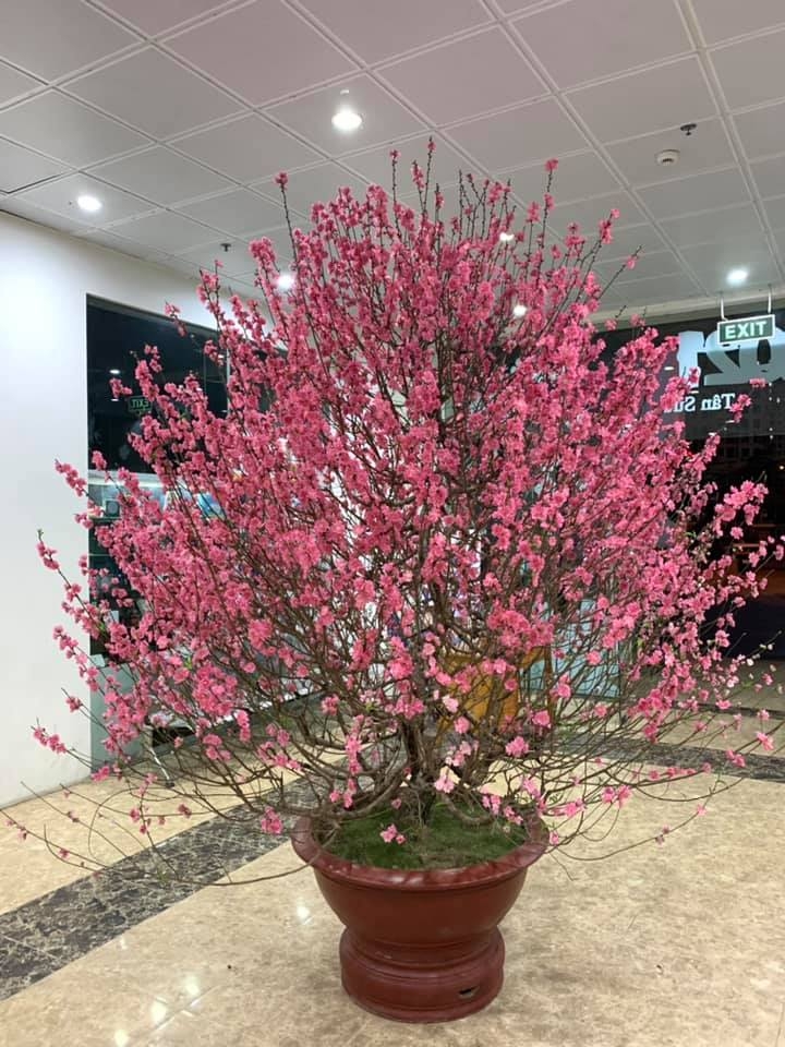 Peach blossoms, flower of vietnamese lunar new year