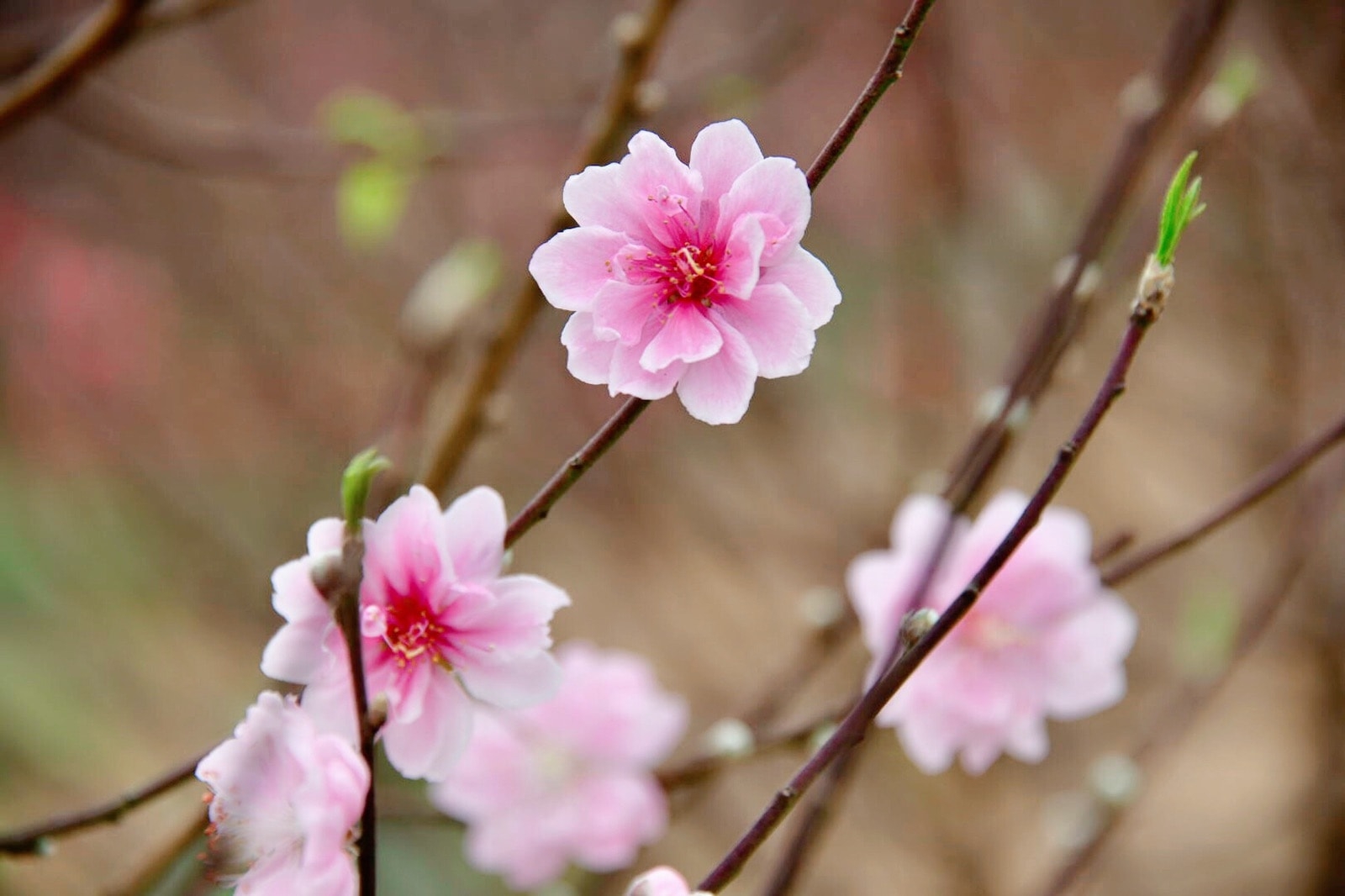 Peach blossoms: The shade of Lunar New Year in northern Vietnam