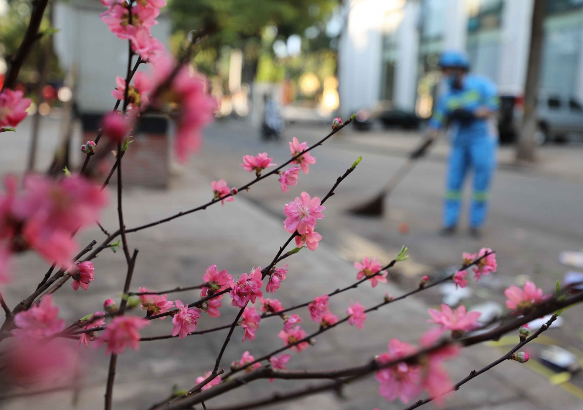 Peach blossoms, flower of vietnamese lunar new year