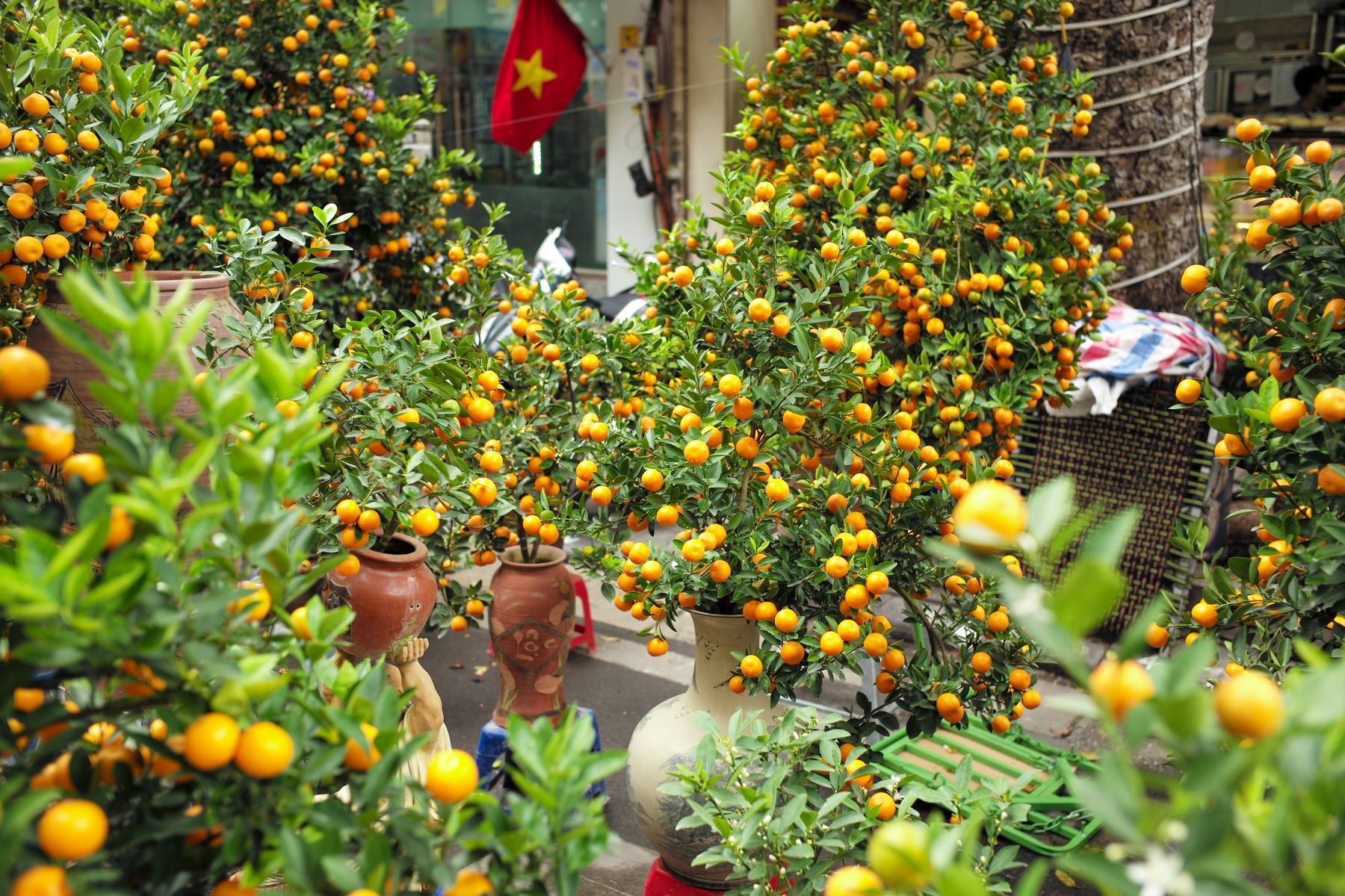 Kumquat tree   plant for Tet and its  interesting facts