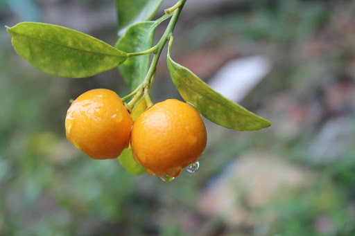 Kumquat tree   plant for Tet and its  interesting facts