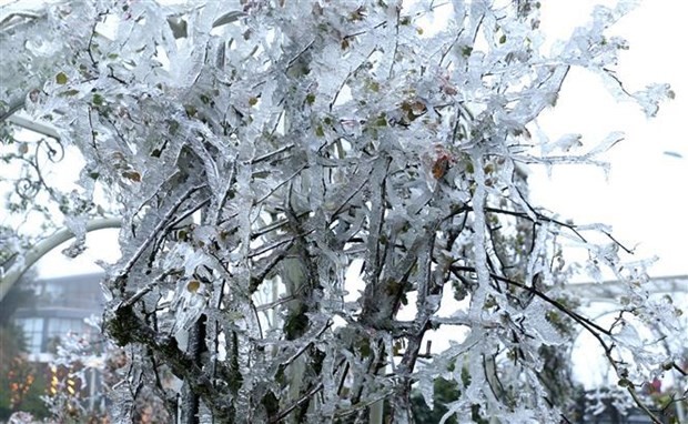 Here's A Closer Look at Northern Region's Frost Flowers