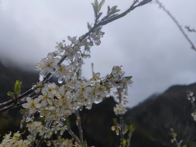 Here's A Closer Look at Northern Region's Iced Flowers and Plants