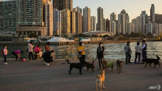 hong kong confirms pet dog infected with covid 19