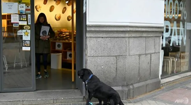 How a dog become a get-out-of-jail card in lockdown Spain