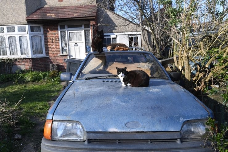 A cat in Belgium infected with coronavirus