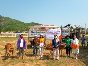 breeding cows handed over to disaster affected households in quang nam province
