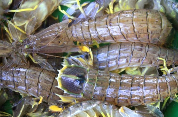 mantis shrimp eating fish