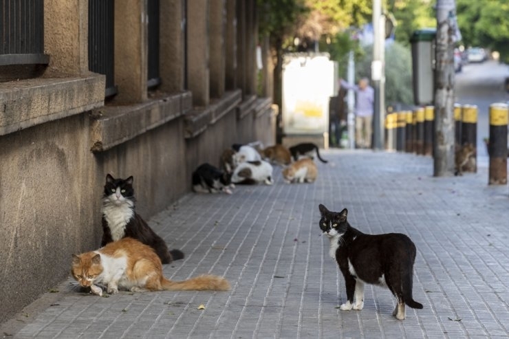 study cats can spread coronavirus to each other but unlikely to infect humans