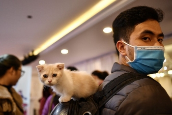 study cats can spread coronavirus to each other but unlikely to infect humans