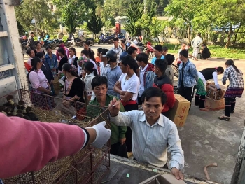 hki vietnam delivers over 1000 ducks to lai chaus impoverished villages