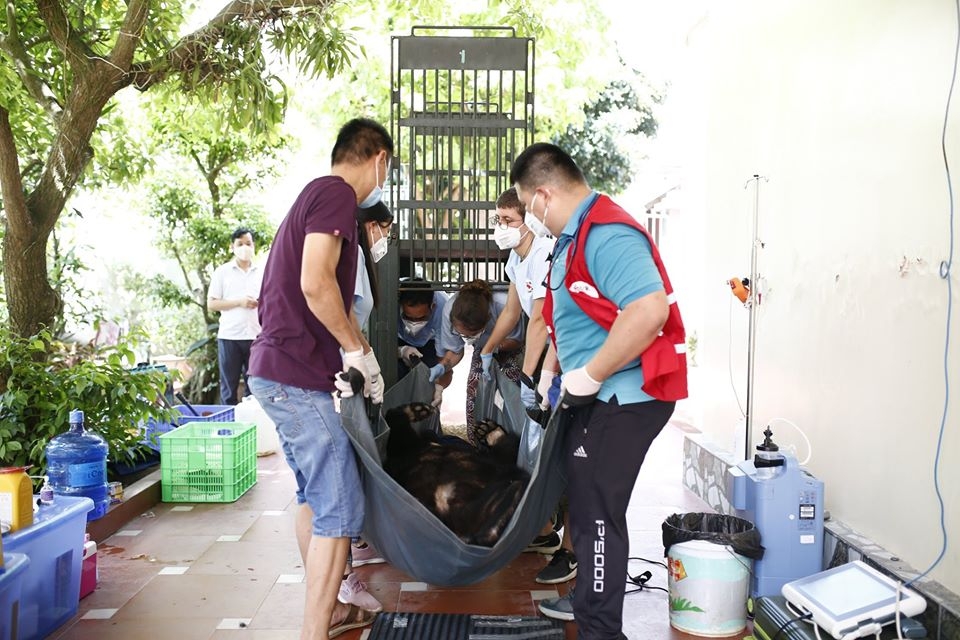 no more bars for two asiatic black bears in ha nam
