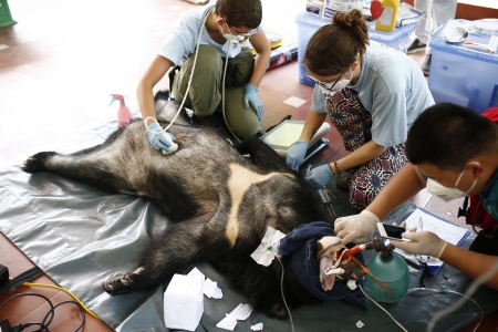 No more bars for two Asiatic black bears in Vietnam's northern province