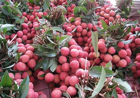 Vietnam's lychees export to Singapore, US, Australia