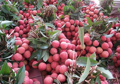 vietnams lychees export to singapore us australia